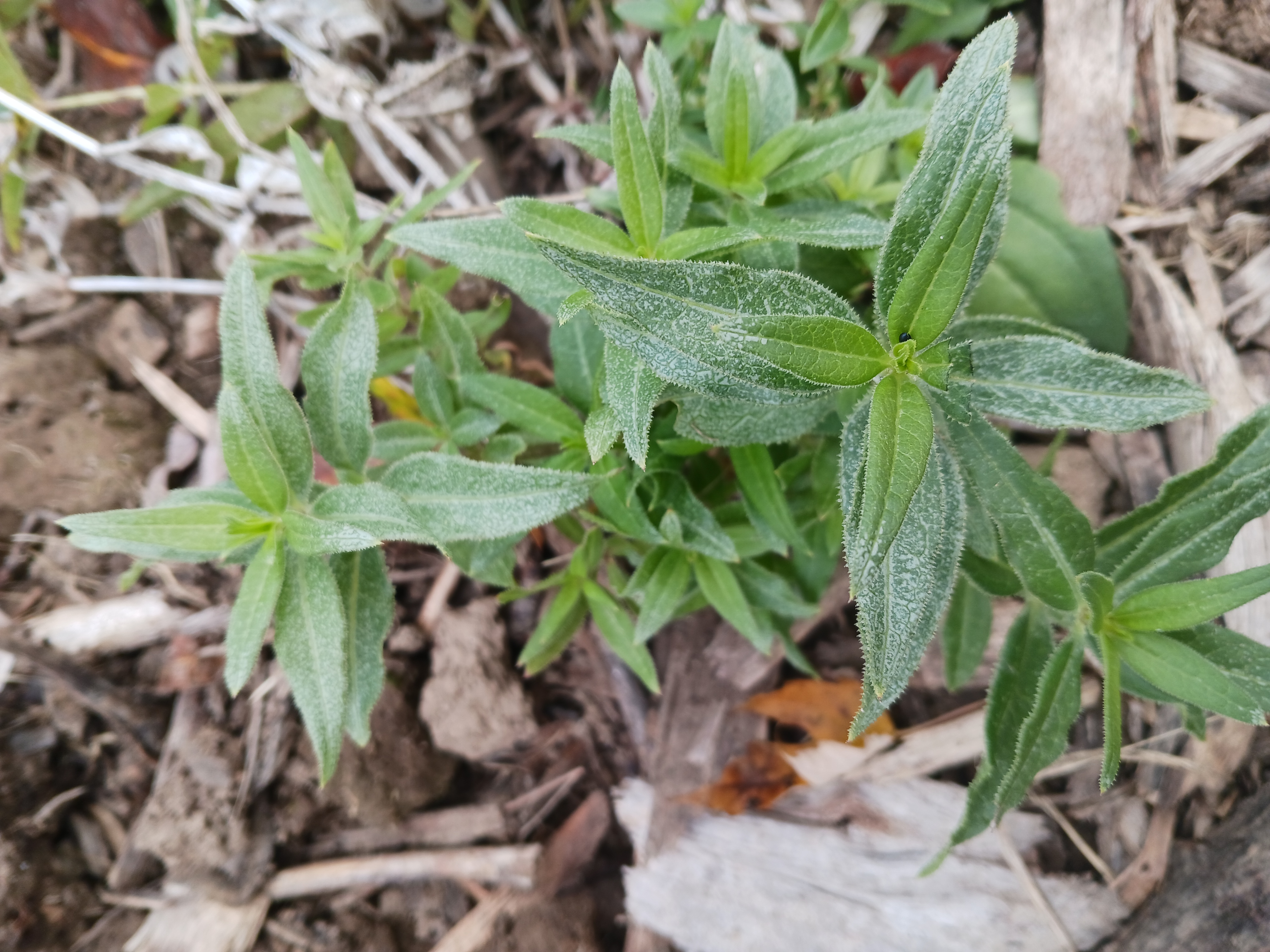 madder foliage closeup.jpg
